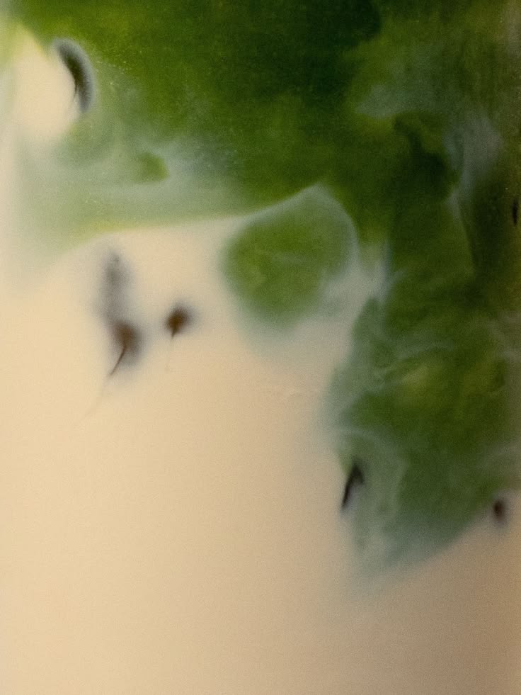 Ceremonial Matcha